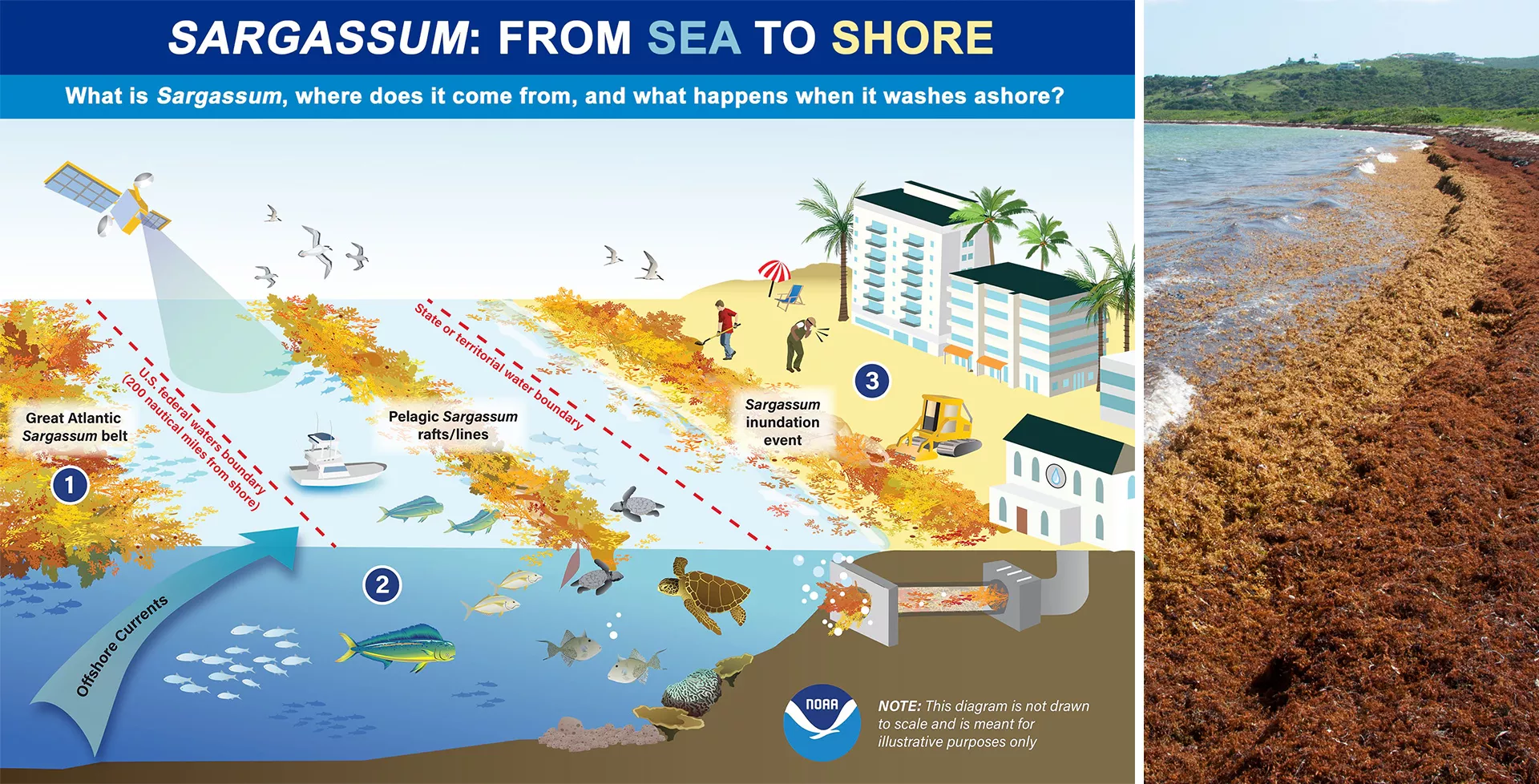 Weekend Read Sargassum Seaweed Detection and Monitoring From Space