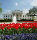 white-house-tulips-paul-morse.jpg