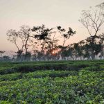 Tea_garden_in_Habiganj,_Bangladesh