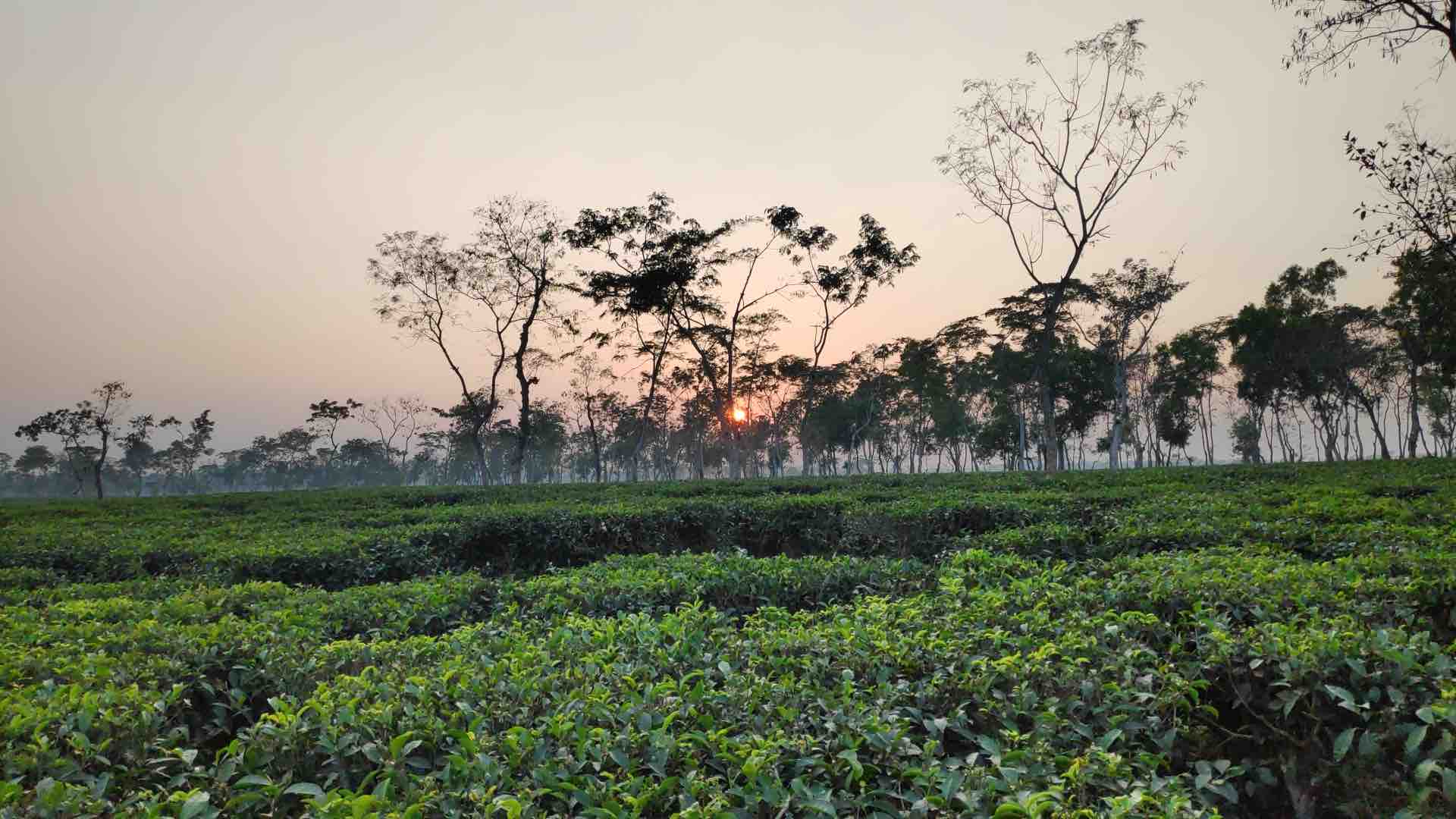 Tea_garden_in_Habiganj,_Bangladesh