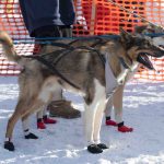 Serving in the Heart of Alaska at the Iditarod Sled Dog Race